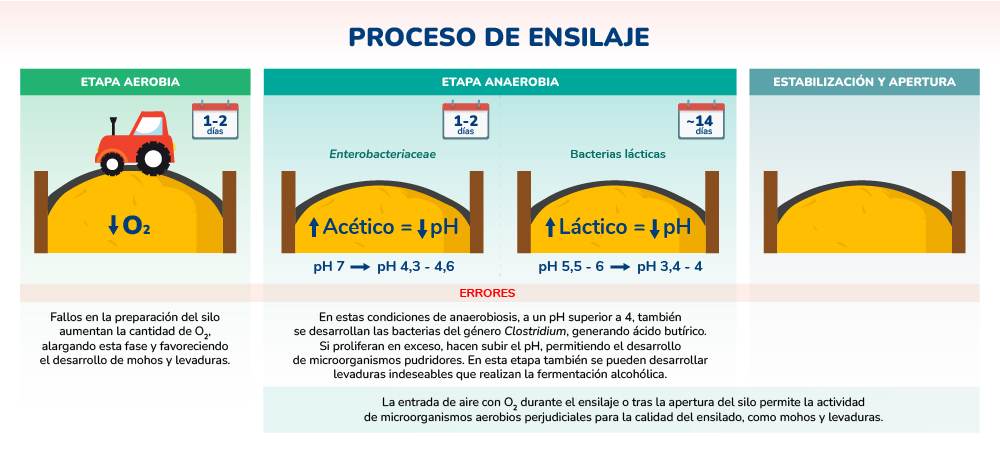 ¿Qué está bien y qué no en el proceso de ensilaje?