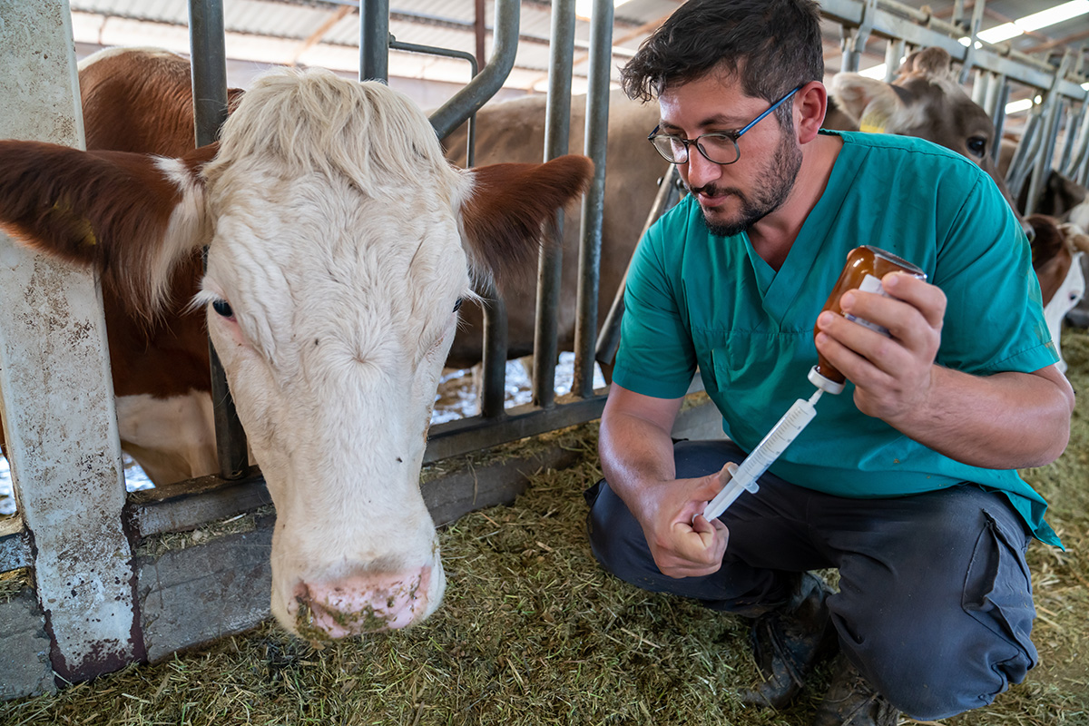 Evaluación de la eficacia de los tratamientos frente a la mastitis