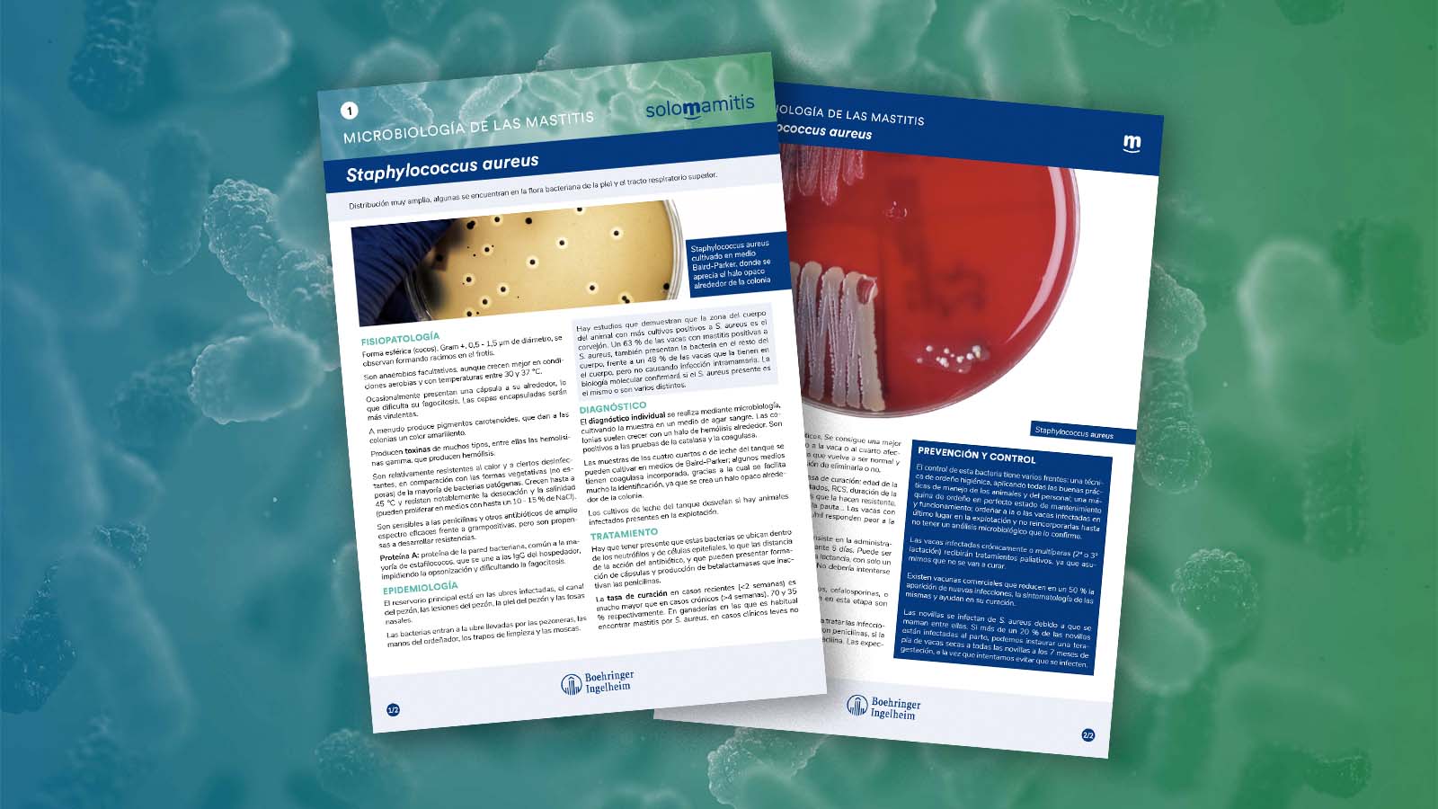 Microbiología de las mastitis: Staphylococcus aureus