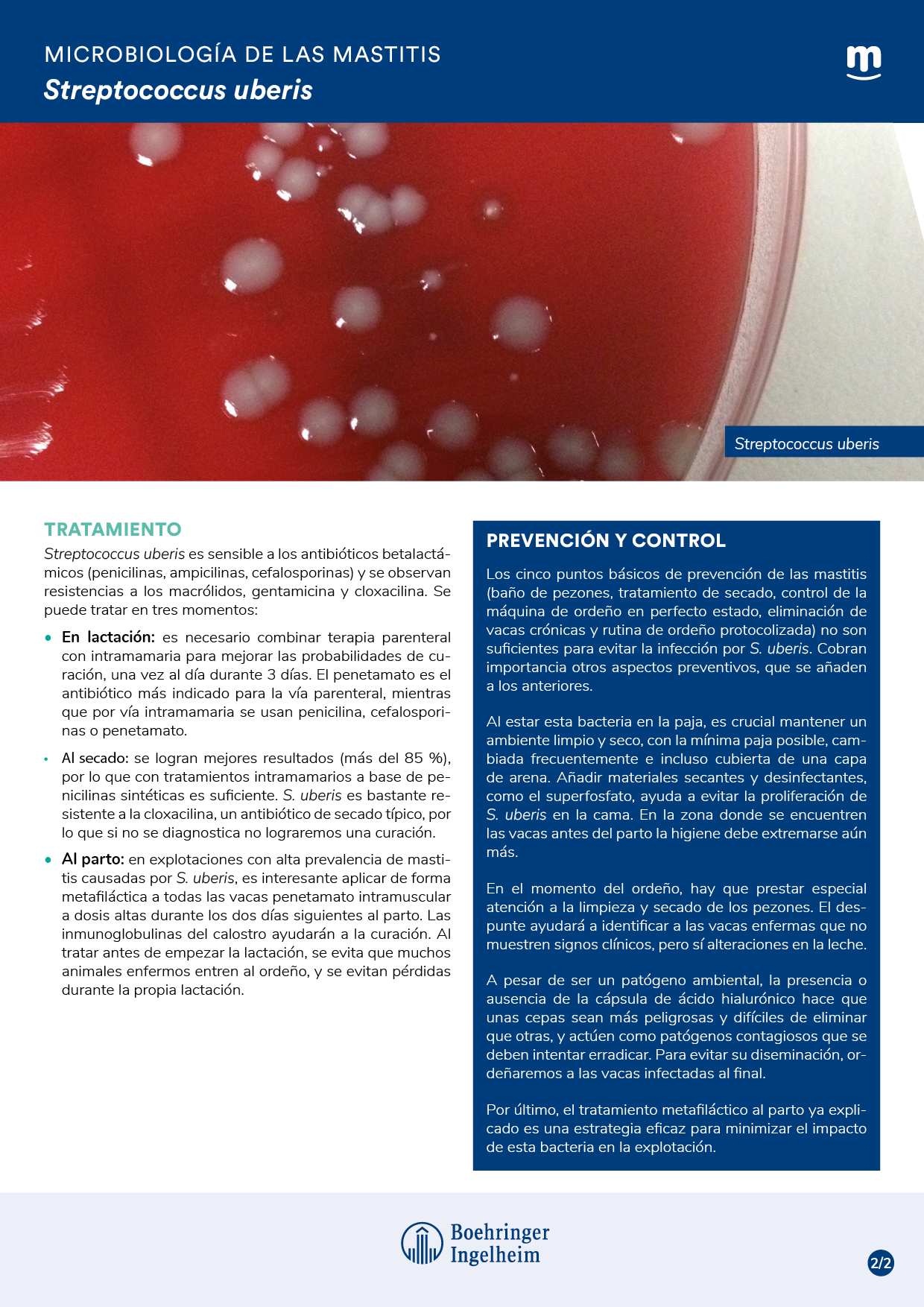 Microbiología de las mastitis: Streptococcus uberis