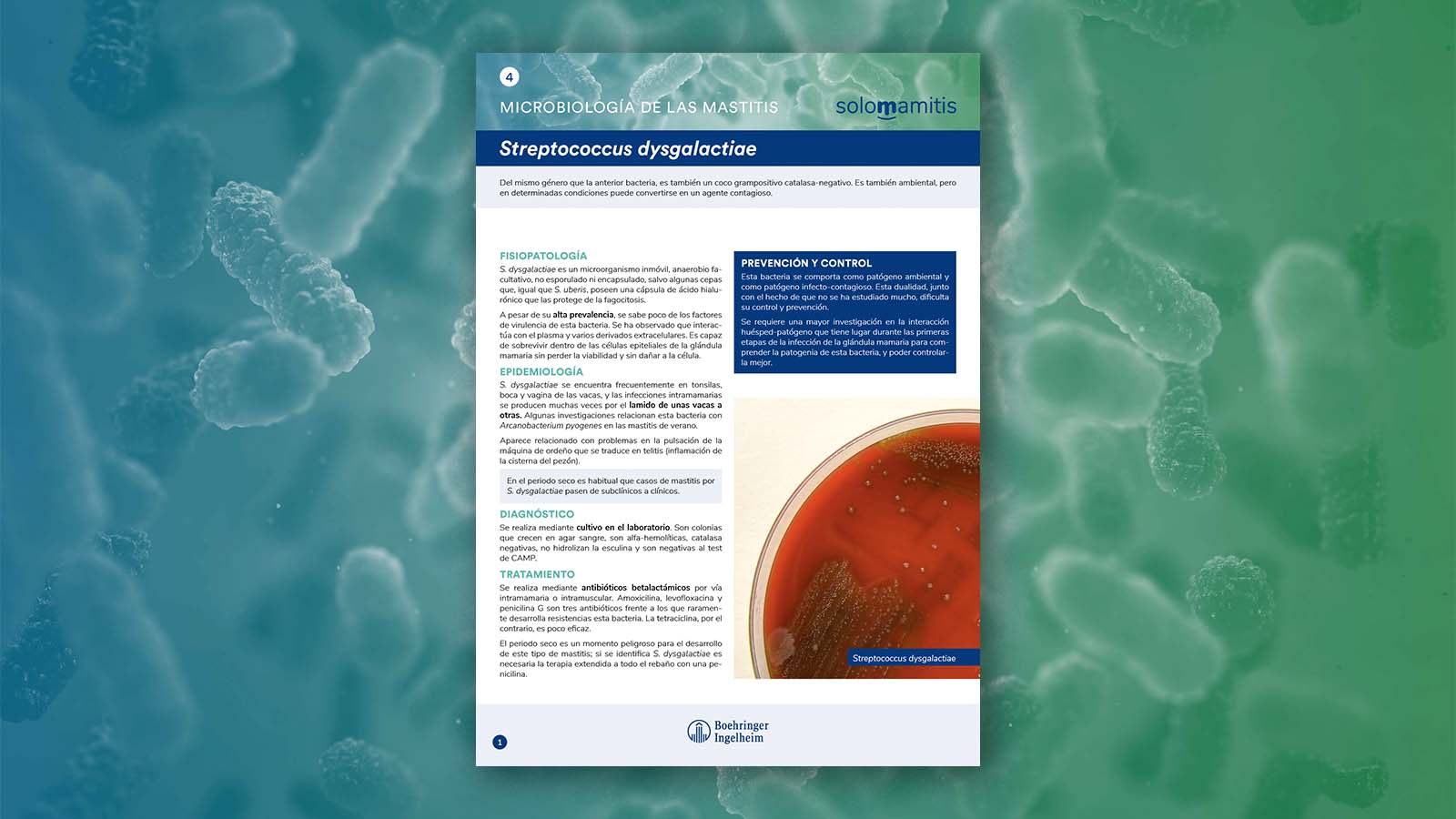 Microbiología de las mastitis: Streptococcus dysgalactiae