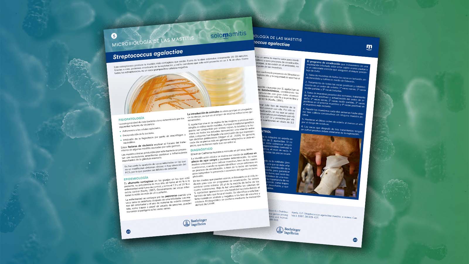 Microbiología de las mastitis: Streptococcus agalactiae