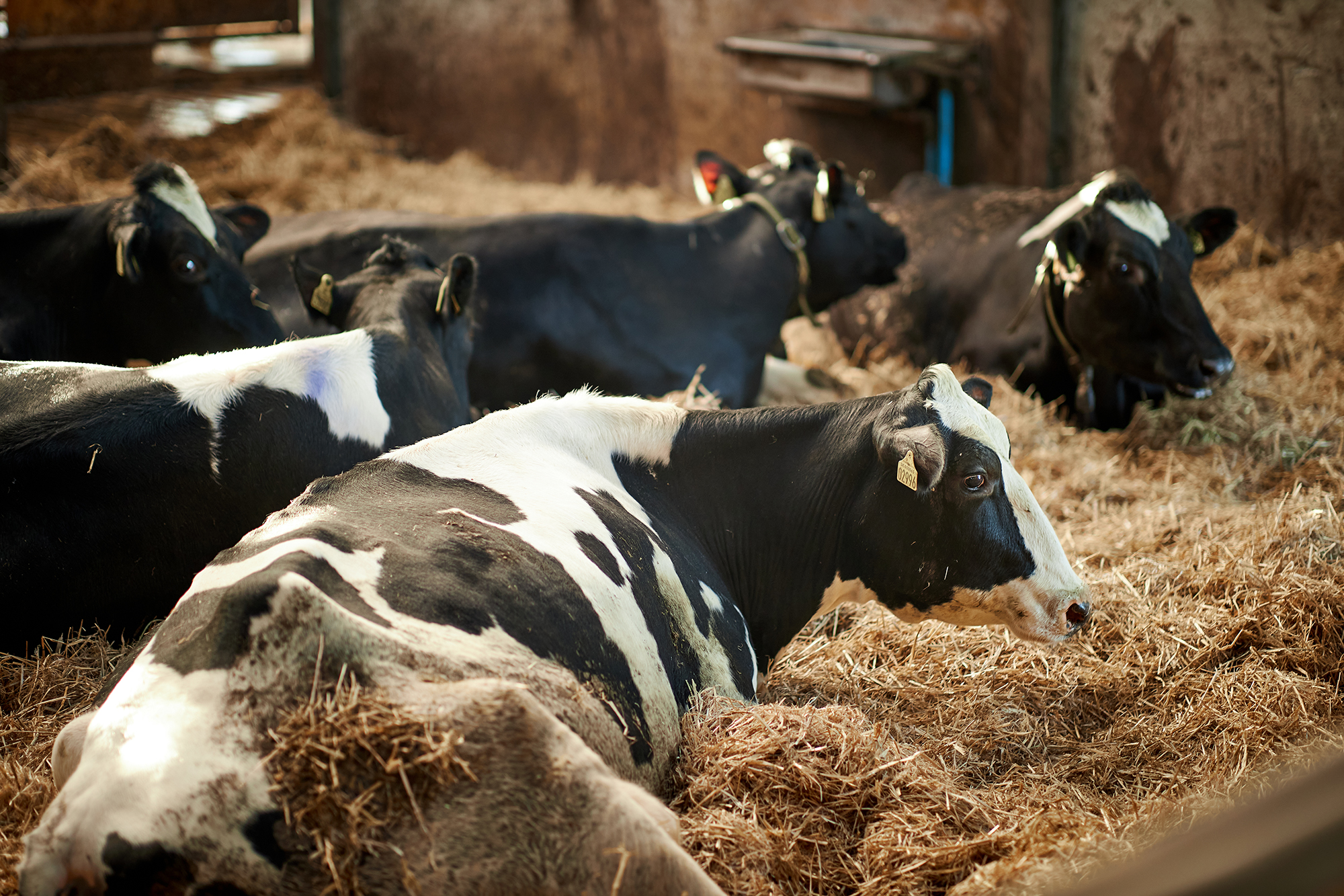 Maximiza la inmunidad natural de la vaca I: alimentación, bebida y estrés.