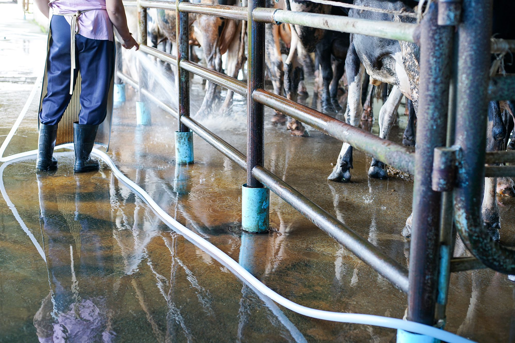 Maximiza la inmunidad natural de la vaca II: alimentación, bebida y estrés.